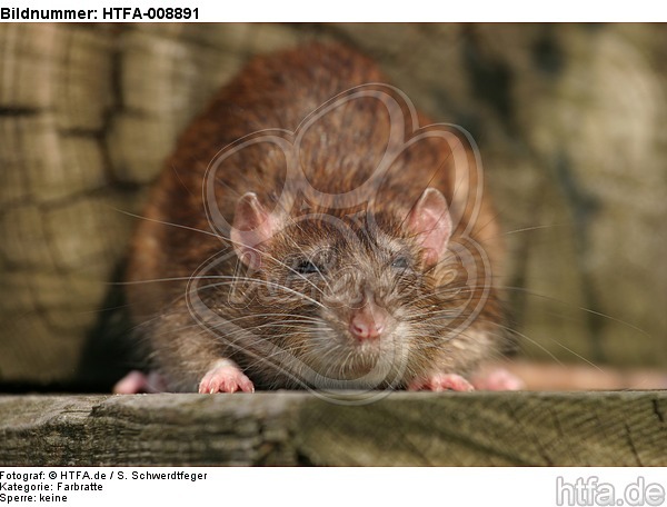 Farbratte / rat / HTFA-008891