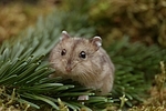 Dschungarischer Zwerghamster / hamster