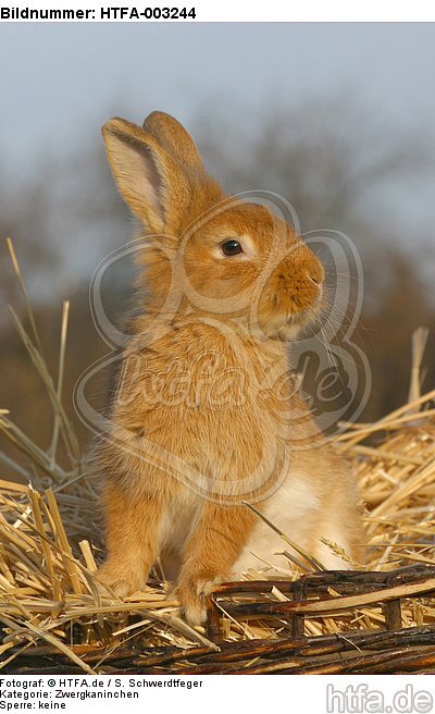 Zwergkaninchen / dwarf rabbit / HTFA-003244