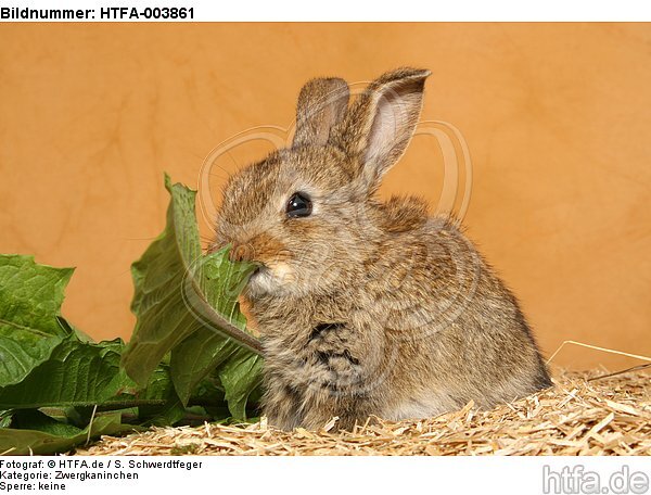 Zwergkaninchen / dwarf rabbit / HTFA-003861