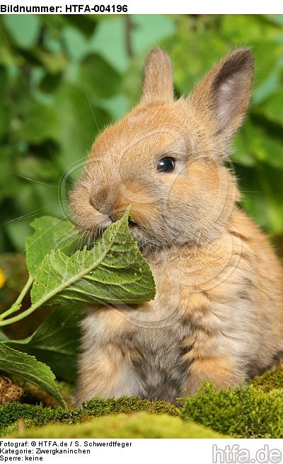 junges Zwergkaninchen / young dwarf rabbit / HTFA-004196