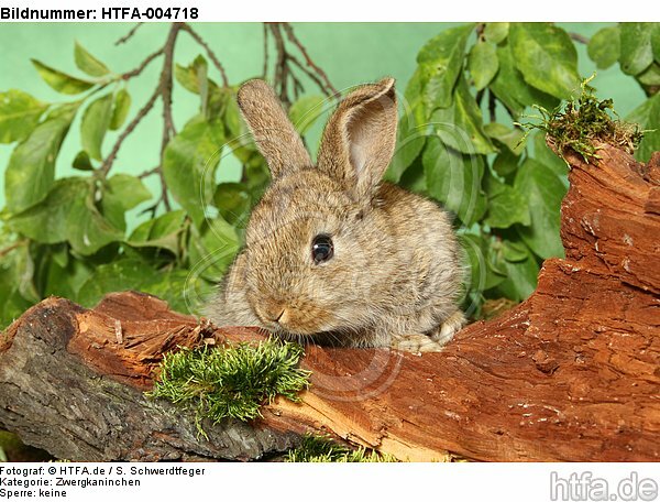 junges Zwergkaninchen / young dwarf rabbit / HTFA-004718