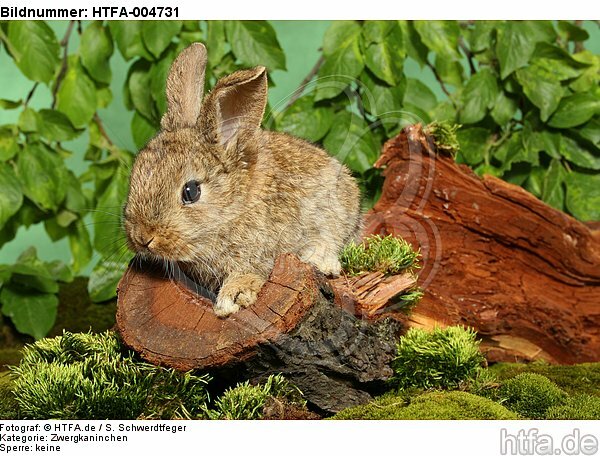 junges Zwergkaninchen / young dwarf rabbit / HTFA-004731