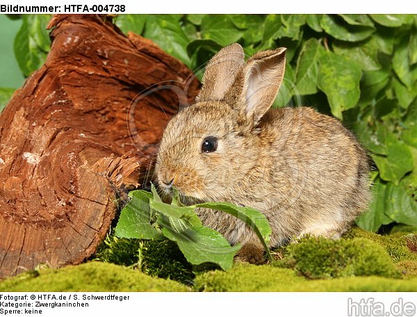 junges Zwergkaninchen / young dwarf rabbit / HTFA-004738