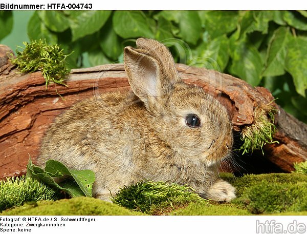 junges Zwergkaninchen / young dwarf rabbit / HTFA-004743