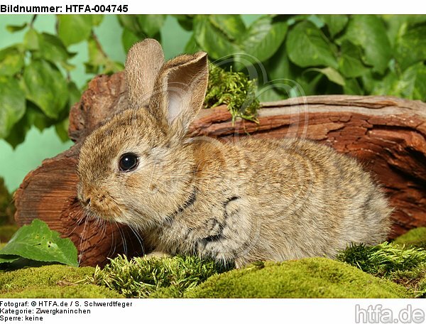 junges Zwergkaninchen / young dwarf rabbit / HTFA-004745