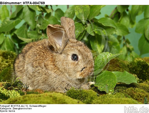 junges Zwergkaninchen / young dwarf rabbit / HTFA-004769
