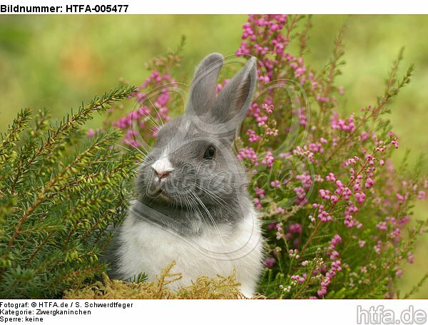 Zwergkaninchen / dwarf rabbit / HTFA-005477