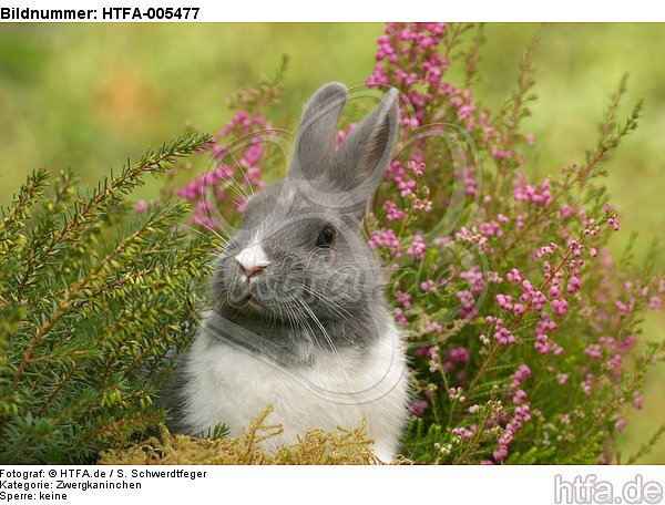 Zwergkaninchen / dwarf rabbit / HTFA-005477