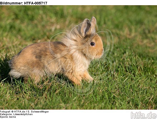 junges Löwenköpfchen / young lion-headed rabbit / HTFA-005717