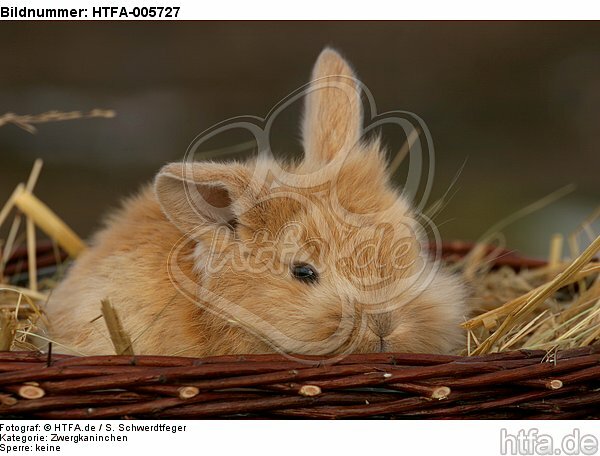 junges Zwergkaninchen / young dwarf rabbit / HTFA-005727