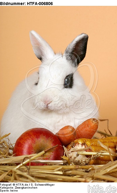 Zwergkaninchen / dwarf rabbit / HTFA-006806