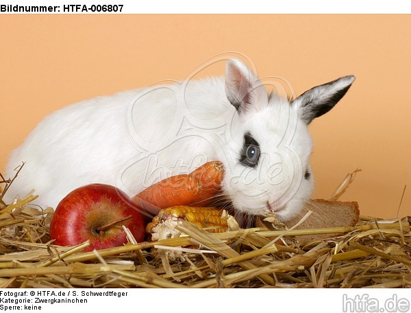 Zwergkaninchen / dwarf rabbit / HTFA-006807