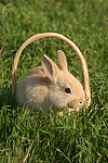 junges Zwergkaninchen / young dwarf rabbit