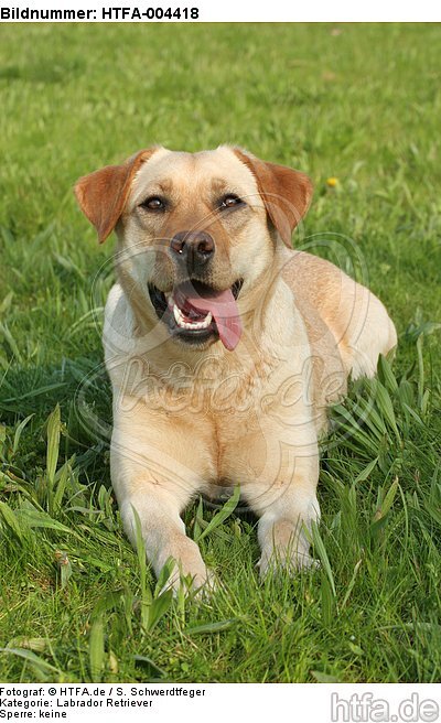 Labrador Retriever / HTFA-004418