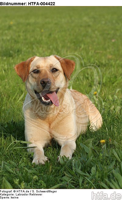 Labrador Retriever / HTFA-004422