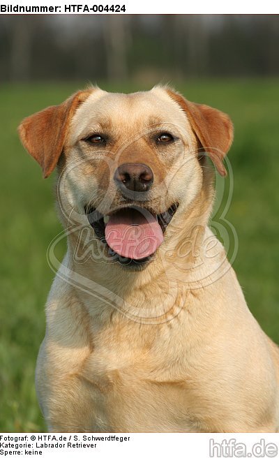 Labrador Retriever / HTFA-004424