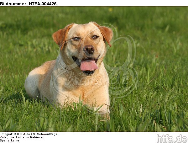 Labrador Retriever / HTFA-004426