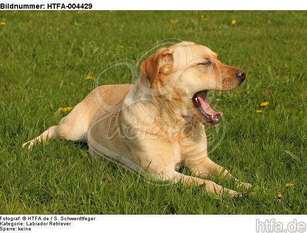 Labrador Retriever / HTFA-004429