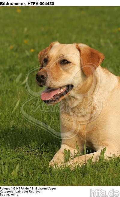 Labrador Retriever / HTFA-004430