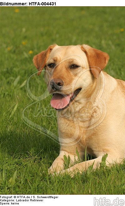 Labrador Retriever / HTFA-004431