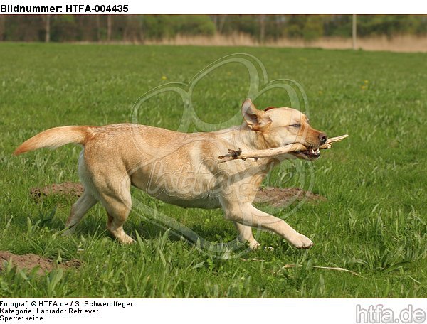 Labrador Retriever / HTFA-004435