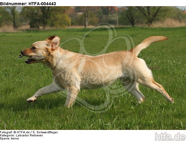 Labrador Retriever / HTFA-004443