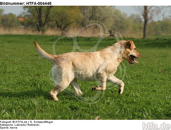 Labrador Retriever / HTFA-004446