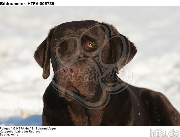 Labrador Retriever / HTFA-005739