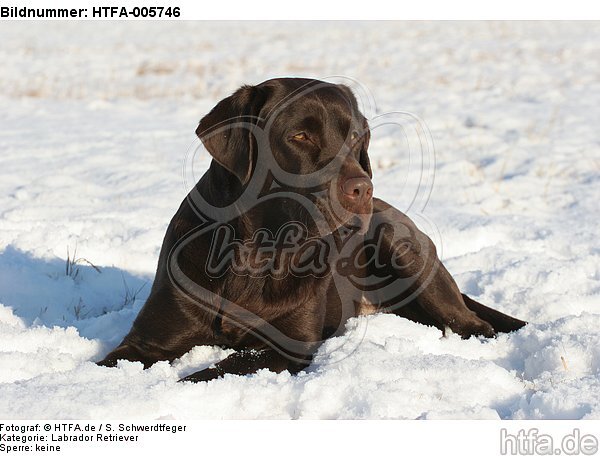 Labrador Retriever / HTFA-005746