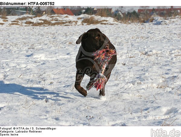 Labrador Retriever / HTFA-005752