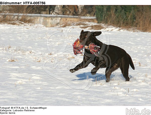 Labrador Retriever / HTFA-005756