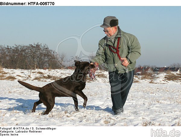 Labrador Retriever / HTFA-005770