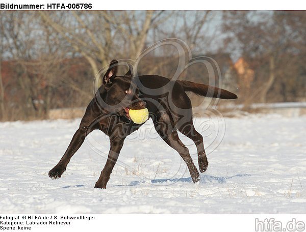 Labrador Retriever / HTFA-005786