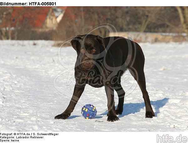 Labrador Retriever / HTFA-005801