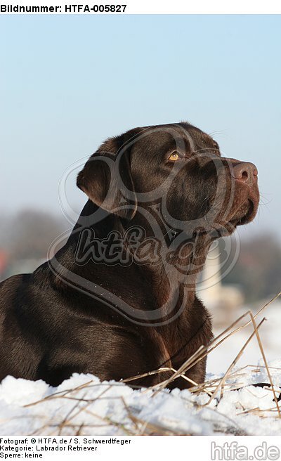 Labrador Retriever / HTFA-005827