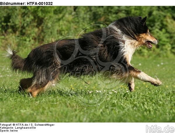 rennender Langhaarcollie / running longhaired collie / HTFA-001032