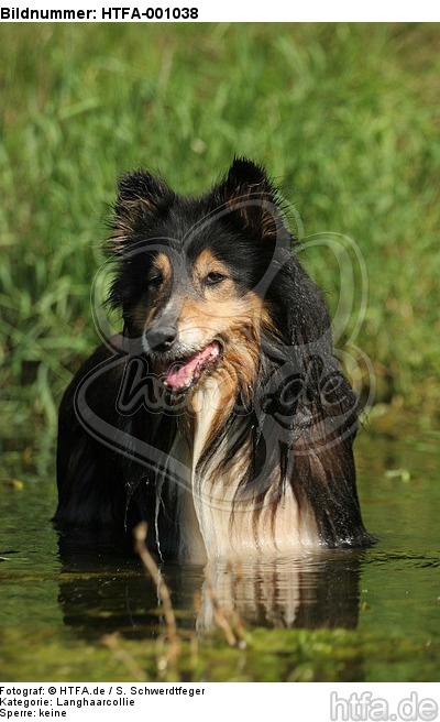 badender Langhaarcollie / bathing longhaired collie / HTFA-001038