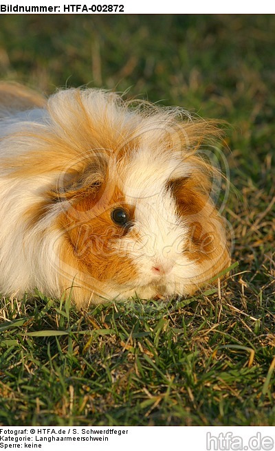 Langhaarmeerschwein / long-haired guninea pig / HTFA-002872