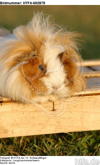 Langhaarmeerschwein / long-haired guninea pig / HTFA-002875