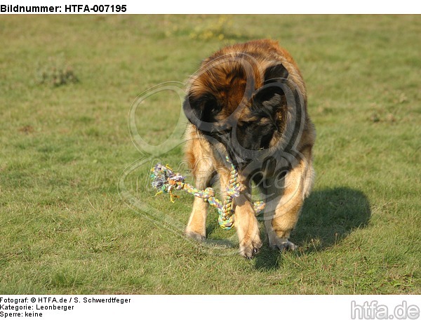 Leonberger / HTFA-007195