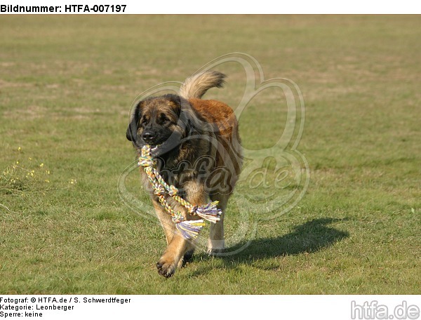 Leonberger / HTFA-007197