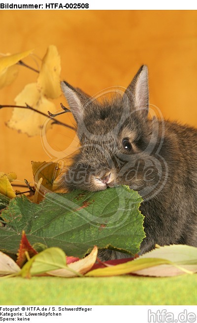 Löwenköpfchen / lion-headed bunny / HTFA-002508