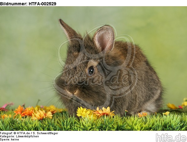 Löwenköpfchen / lion-headed bunny / HTFA-002529