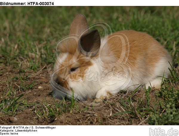 Löwenköpfchen / lion-headed bunny / HTFA-003074