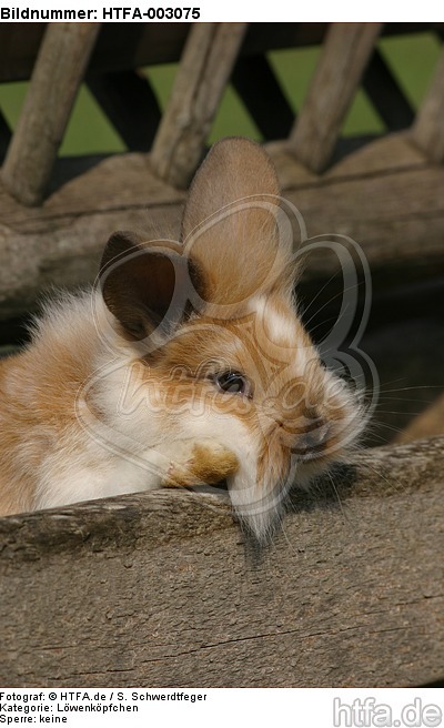 Löwenköpfchen / lion-headed bunny / HTFA-003075