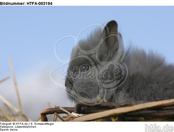 Löwenköpfchen / lion-headed bunny / HTFA-003194