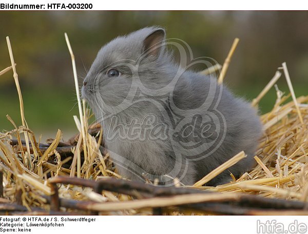 Löwenköpfchen / lion-headed bunny / HTFA-003200