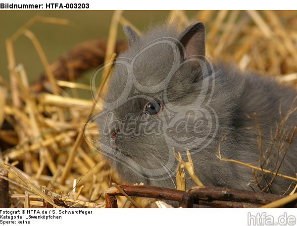 Löwenköpfchen / lion-headed bunny / HTFA-003203