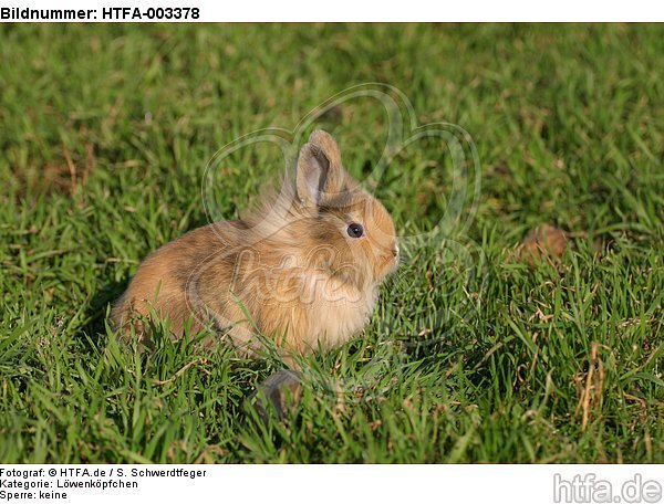 Löwenköpfchen / lion-headed bunny / HTFA-003378